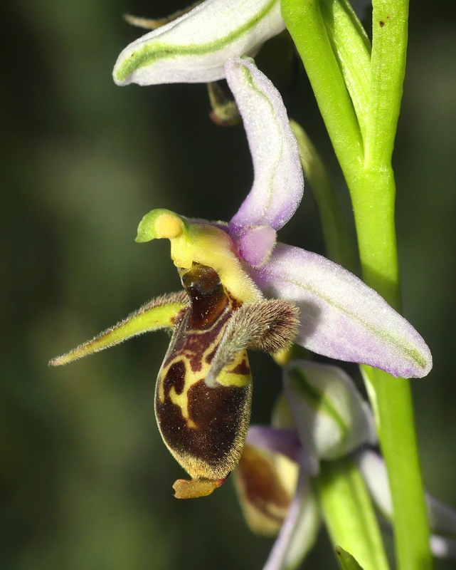 Ophrys tardive e altre orchidee in Epiro - Grecia settentrionale  22_30 maggio 2024.